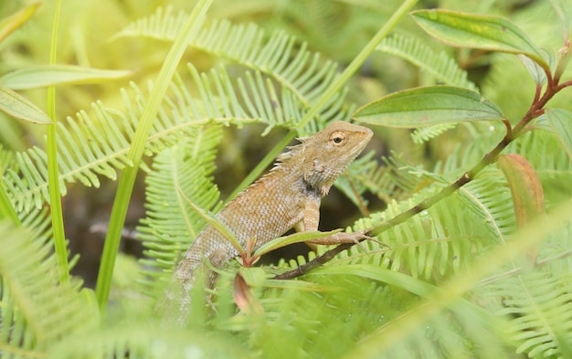 Zdjęcie jasnobrązowy kameleon w zielonym lesie
