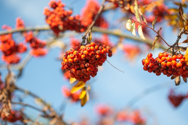 Jasnoczerwone jagody jarzębiny na gałęzi na tle błękitnego nieba.