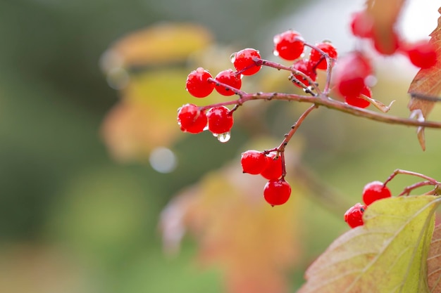 Jasnoczerwone jagody kaliny na gałęziach jesienią Roślina lecznicza