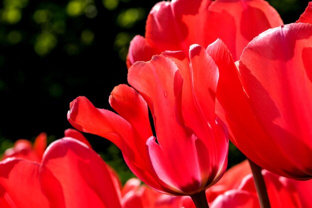 Jasnoczerwone kwitnące tulipany
