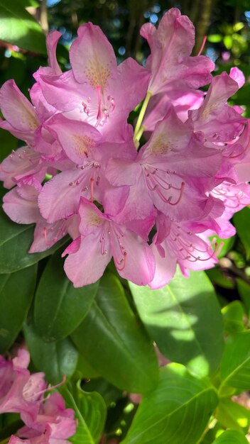 Jasnofioletowe kwiaty rododendronów skupisko fioletowego rododendronów
