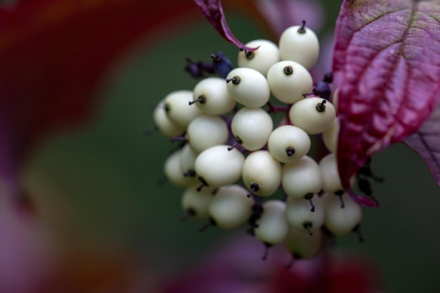 Jasnofioletowe Liście I Białe Jagody Krzewu Cornus Alba W Jesiennym Ogrodzie Ogrodnictwo Krajobrazu