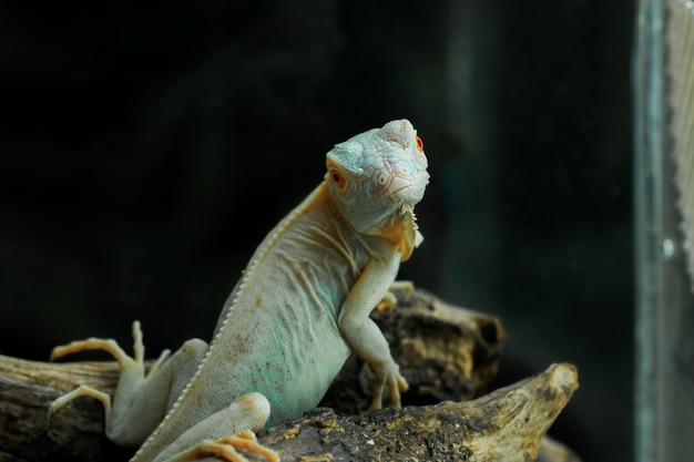 Zdjęcie jasnoniebieska iguana albinoska