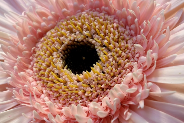 Jasnopomarańczowa gerbera Pink Gerbera Flower Makro selektywne focus