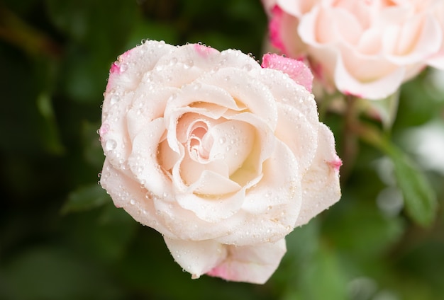 Jasnoróżowa róża z kroplami wody