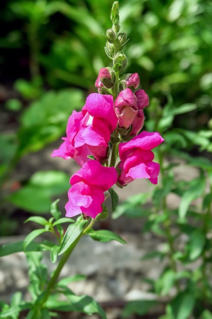 jasnoróżowy Antirrhinum majus rośnie w ogrodzie kwiatowym. koncepcja uprawy kwiatów ogrodowych