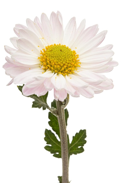Jasnoróżowy kwiat chryzantemy na białym tle