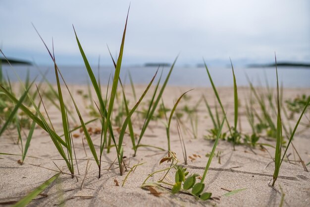 Jasnozielona trawa na piaszczystej plaży na tle jeziora i nieba