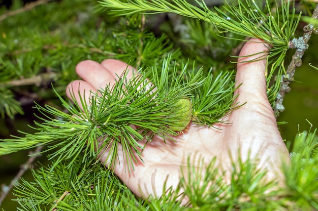 Jasnozielone Gałęzie Z Stożkami Larch Larix Decidua Pendula W Dłoni Kobiety