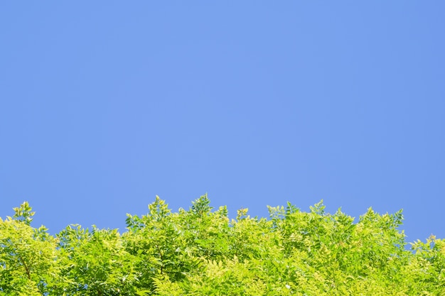 Jasnozielone liście przeciw błękitne niebo u dołu kadru