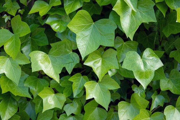 Jasnozielony bluszcz. Hedera helix