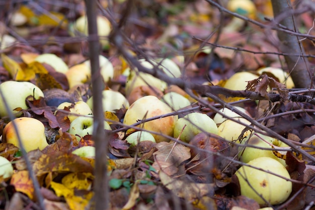 Jasnożółte jabłka na ziemi w jesiennym ogrodzie