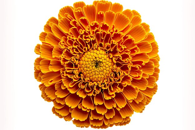 Zdjęcie jasnożółte kwiaty nagietka z puszystymi płatkami na białym tle