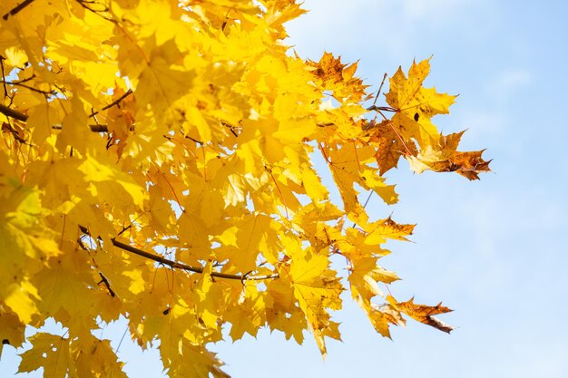 Jasnożółte liście klonu na tle błękitnego nieba jesienią.