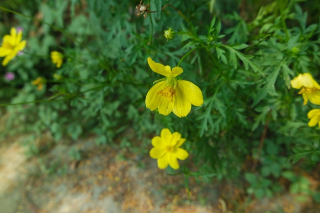 Jasnożółty kwiat siarki Kenikir lub Cosmos sulphureus