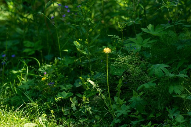 Jasnożółty mniszek lekarski wśród bujnej trawy na łące