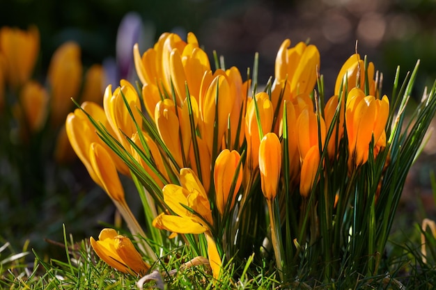 Jasnożółty piękny krokus rosnąca przyroda Żywe, nisko rosnące kwiaty kwitnące i kwitnące w lesie lub lesie Zbliżenie dzikiej flory lub roślin wiosną w odległym środowisku