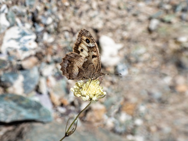 Jasny Imago Chazara Briseis, Pustelnik, To Gatunek Motyla Należący Do Rodziny Nymphalidae.