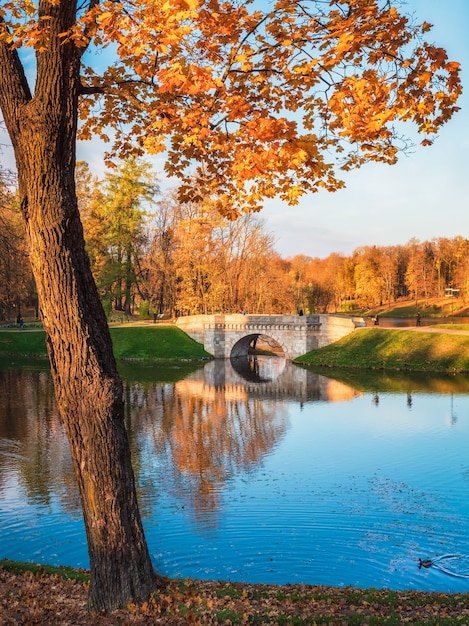 Jasny jesienny krajobraz z Państwowego Muzeum Reserve Gatchina. Słoneczny jesienny widok na park, staw Karpin i stary kamienny most. Widok pionowy.