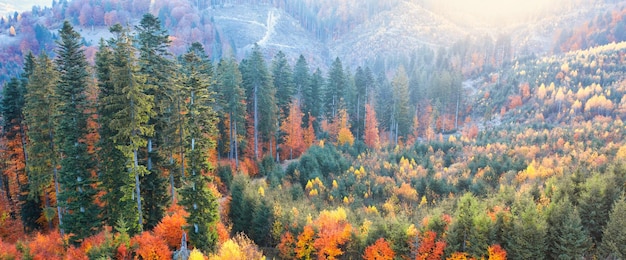 Jasny kolorowy jesienny las i łąka o świcie Widok z drona