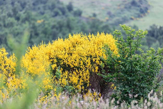Jasny krzew soczystej żółtej forsycji forsycja w Toskanii Widok z bliska