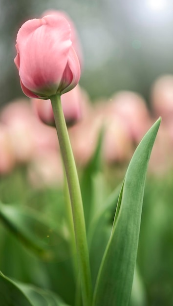 jasny kwitnący tulipan na rozmytym tle