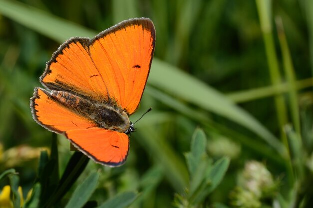 Zdjęcie jasny motyl