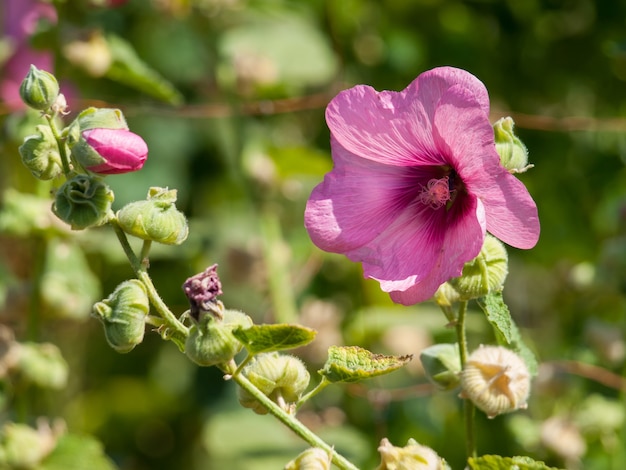 Jasny różowy kwiat malwa w słonecznym letnim ogrodzie.