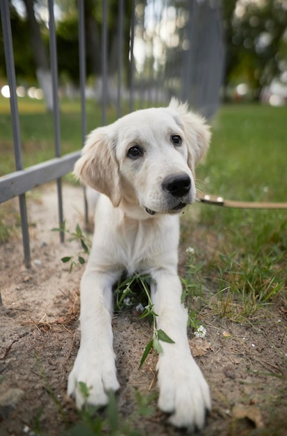 Jasny szczeniak golden retrievera kopie dziurę w ziemi w pobliżu ogrodzenia.