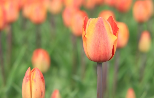 Jasny tulipan przeznaczone do walki radioelektronicznej na niewyraźne tło Pole wiosennych kwiatów kwietnik