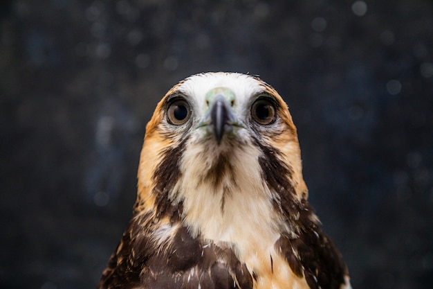 Jastrząb bielik (Geranoaetus albicaudatus) to duży ptak drapieżny występujący w środowiskach tropikalnych lub subtropikalnych w obu Amerykach.