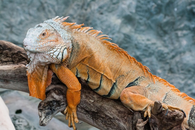 Jaszczurka Iguana siedzi na gałęzi