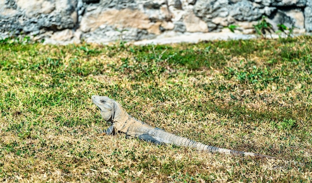Jaszczurka iguana w Tulum w Quintana Roo w Meksyku