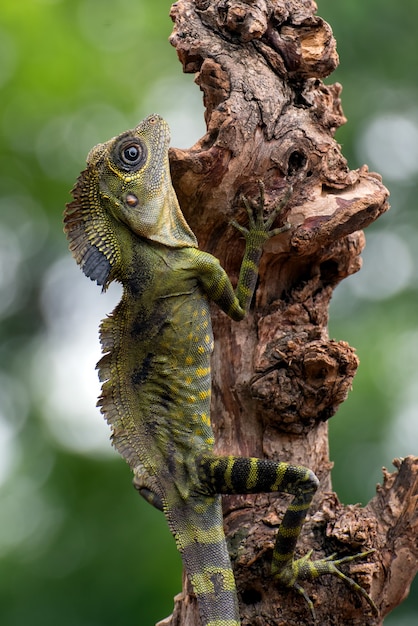 Zdjęcie jaszczurka kątowa (gonocephalus bornensis) na pniu drzewa