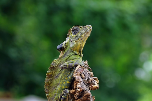 Jaszczurka kątowa na gałęzi Gonocephalus grandis zbliżenie zwierząt