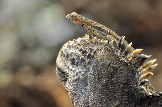 Zdjęcie jaszczurka na głowie iguany morskiej