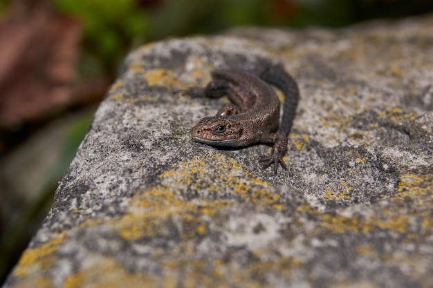 Zdjęcie jaszczurka nagrzewa się na ciepłym kamieniu.
