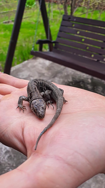 Jaszczurka pod ręką Natura w kraju Soczysta trawa Koncepcja ratowania zwierząt