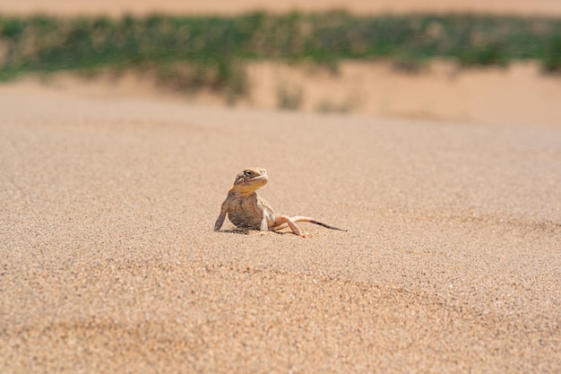 Jaszczurka pustynna Phrynocephalus mystaceus tajemnicza agama ropuchy na wydmie Sarykum