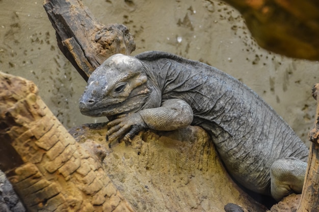 Jaszczurka sennie spogląda przed siebie. Legwan nosorożca (Cyclura cornuta), znany również jako smok Goliat.