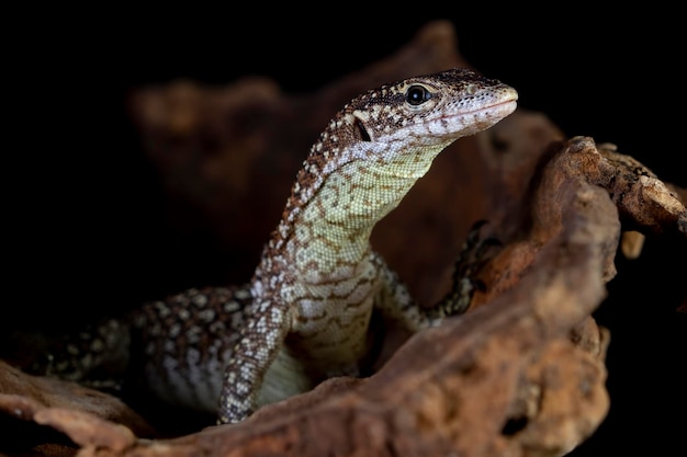 Jaszczurka Varanus Nebulosus wspinająca się po drewnie z czarnym tłem