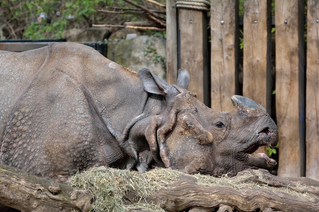 Jaszczurka w zoo