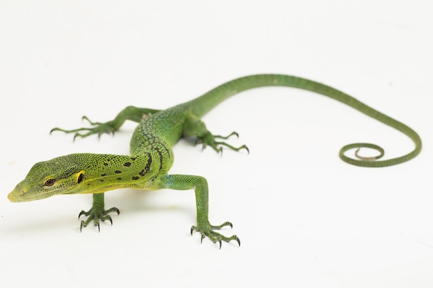 Jaszczurka warana szmaragdowo-zielona (Varanus prasinus) na białym tle