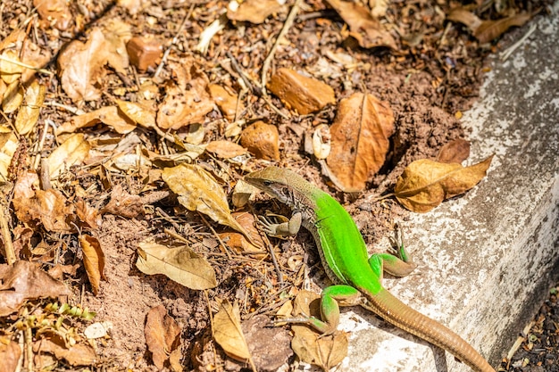 Jaszczurka zielona (Ameiva ameiva) opalająca się..