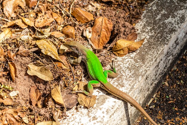 Jaszczurka zielona (Ameiva ameiva) opalająca się..