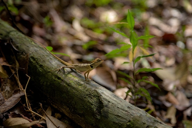 Jaszczurka zielona Piękne zwierzę w naturalnym środowisku Jaszczurka z lasu Zielony ogród Jaszczurka szczegół oko portret egzotyczny zwrotnik zwierzę w zieleni siedliskopłytkie głębinie pola