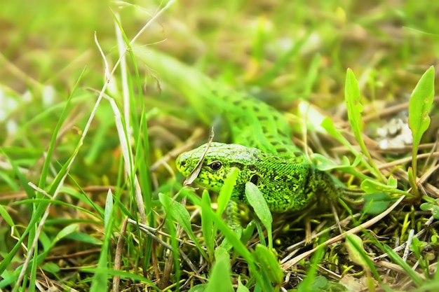 Jaszczurka Zwinka Lacerta Agilis Sezon Godowy Wybarwienie