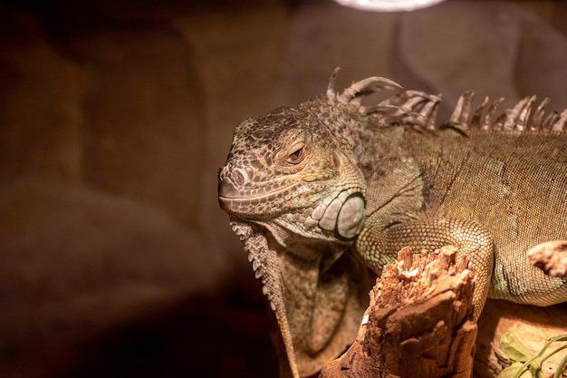 jaszczurki w terrarium wygrzewają się pod lampami