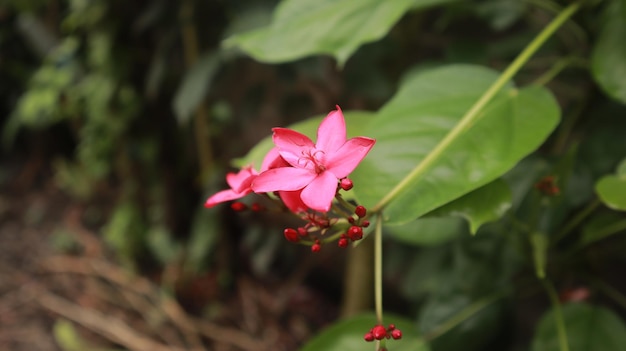 Jatropha integerrima, powszechnie znana jako peregrina lub pikantna jatrofa, to gatunek rośliny kwitnącej