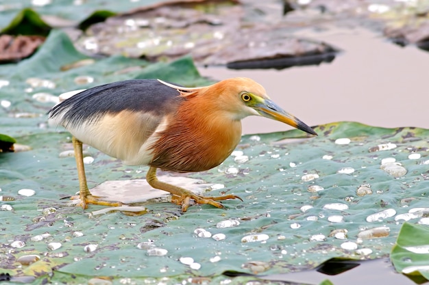 Javan Staw czapla Ardeola speciosa Piękne ptaki z Tajlandii